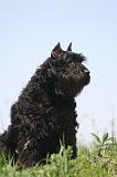 BOUVIER DES FLANDRES 454